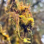 सिंगला पासको अधुरो यात्रा!